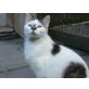 Batida, Europäisch Kurzhaar - Kater