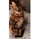 Batifolours Marcus, Bengalkatze - Kater