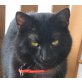 Batman, Mischling - Kater