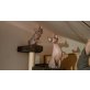Batman und Beauty, Sphynx - Kater