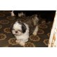 Batscho, Shih Tzu - Rüde