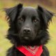 Batzbär, Spaniel-Mix - Rüde