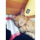 Bauerhofkatze - Kater