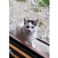 Bauernhof Katze - Katze