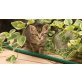 Bauernhof-Katzenbabys - Katze