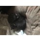 Bauernhofkätzchen     Katzen u.  - Kater