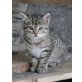 Bauernhofkätzchen in Wildzeichnung - Katze
