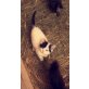 Bauernhofkätzchen  katze u.  - Kater
