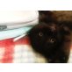 Bauernhofkatze  - Kater