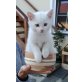 Bauernhofkatze - Kater