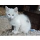 Bauernhofkatze - Katze