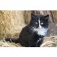 Bauernhofkatzen - Katze