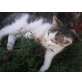 Bauernhofkatzen - Katze