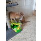 Bauernkätzchen - Kater