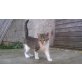 Bauernkatze - Kater