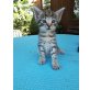 Bauernkatze - Katze