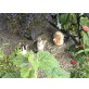 Bauernkatzerl - Katze