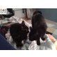 Bauxi und Puppi warten schon so lange - Kater