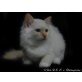 Bawdi und Camba, Heilige Birma - Kater