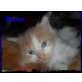 Baxter, Maine Coon - Kater