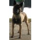Baxter, Malinois - Rüde