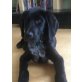 Baxter-süßer aufgeweckter Labradormischling Welpen - Rüde