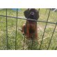 Bayerischer Gebirgsschweisshund Welpen - Hündin