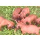 Bayerischer Gebirgsschweisshund Welpen - Hündin