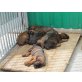 Bayerischer Gebirgsschweisshund Welpen - Hündin