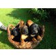 Bayerischer Gebirgsschweisshund Welpen - Rüde