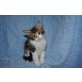 Baylée, Maine Coon Mädel mit Stammbaum in Bla, Maine Coon - Katze