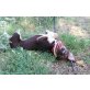 Baylee, verspielte Zaubermaus sucht ihr Glück! Welpen - Hündin