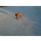 Bayrischergebirgsschweißhund Welpen - Rüde
