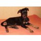 Bayron, Schäferhund-Mix - Rüde