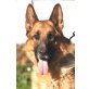 Bayron, Schäferhund - Rüde