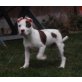 Bazuka, Amerikanischer Pit-Bullterrier - Hündin