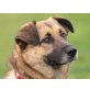 Bea, Schäferhund-Mischling - Hündin