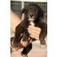 Bea, Tochter von Petula, Border Collie - Schäferhund - Hündin
