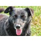 Bea, das ganze Leben im Tierheim - Hündin