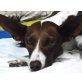 Bea in Deutschland sucht Zuhause ....., Podenco Mix - Hündin