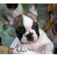 Bea vom Schmetterlingsgarten, Französische Bulldogge - Hündin