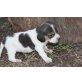 Beagle, Beagle - Rüde