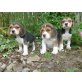 Beagle, Beagle - Rüde