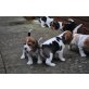 Beagle, Beagle - Rüde