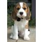 Beagle, Beagle - Rüde