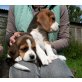 Beagle , Beagle - Rüde