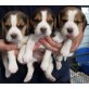 Beagle, Beagle - Rüde