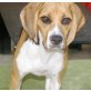 Beagle - Hündin