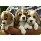 Beagle - Hündin
