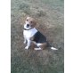 Beagle - Hündin